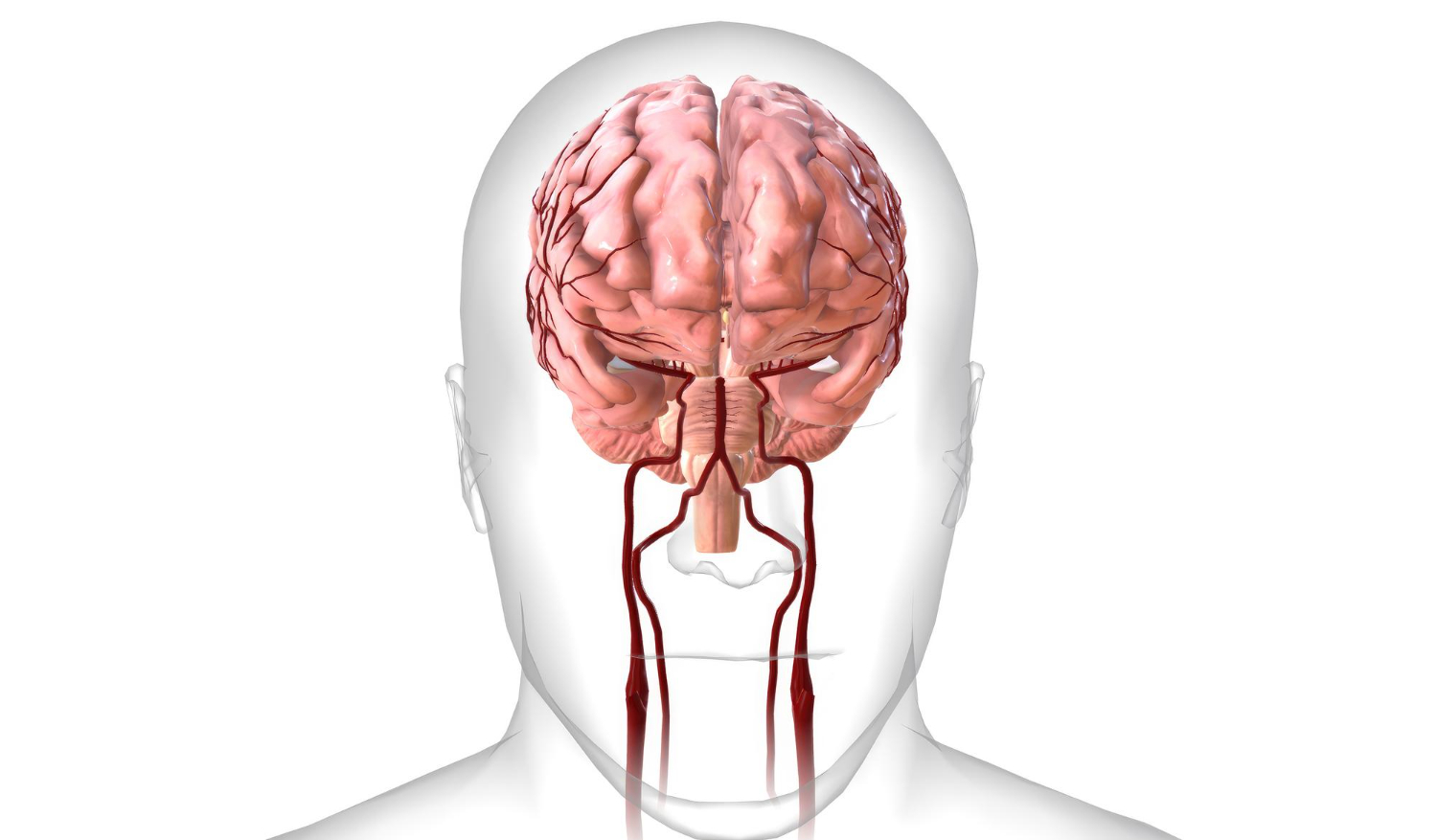 human brain diagram