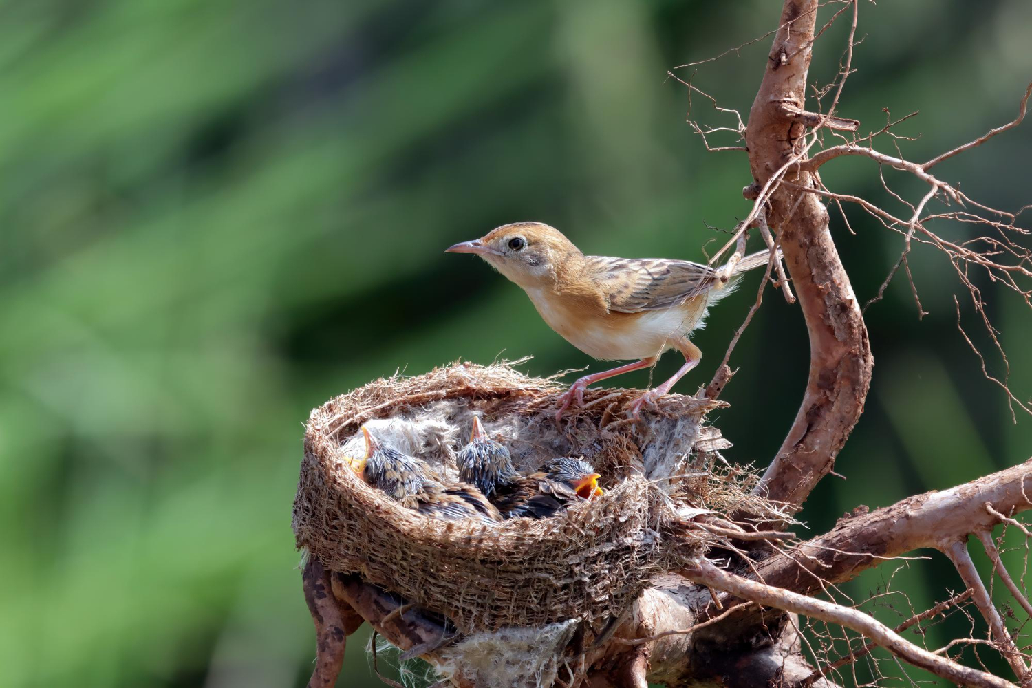 bird eggs nest