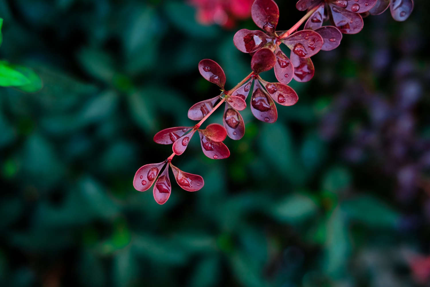 Leaf