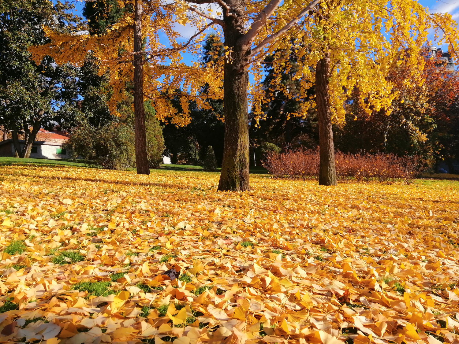 Autumn Season