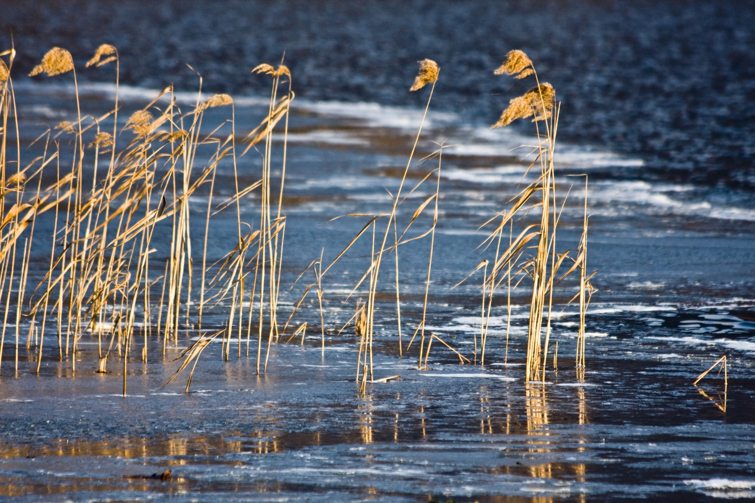 seagrass