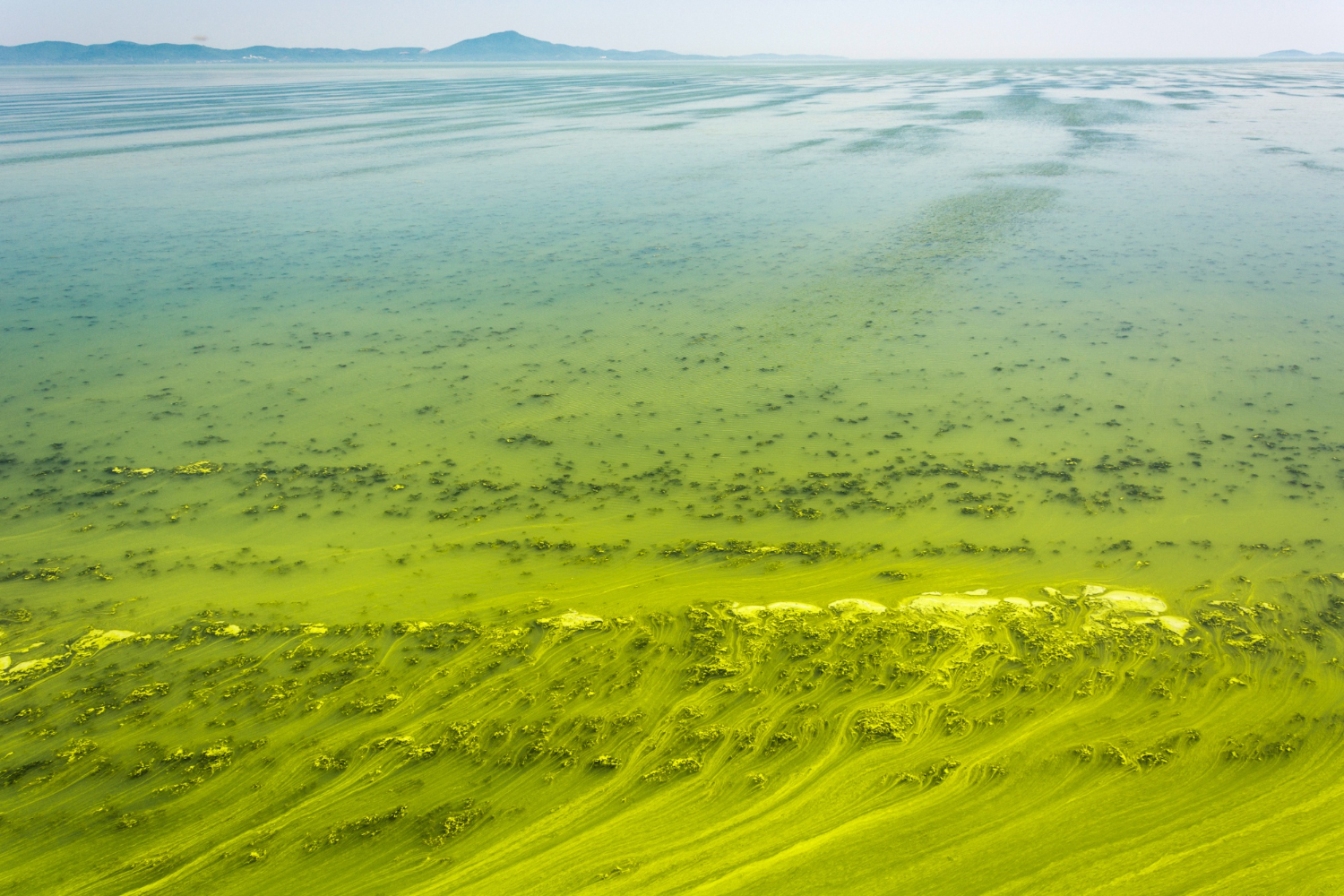 seagrass