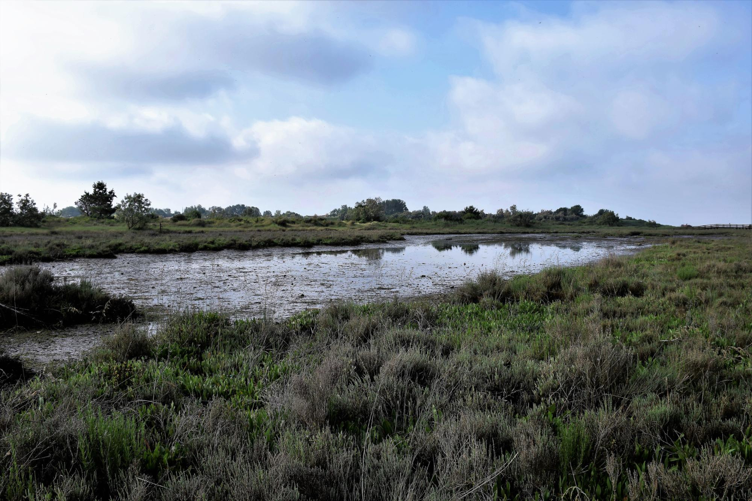 wetland