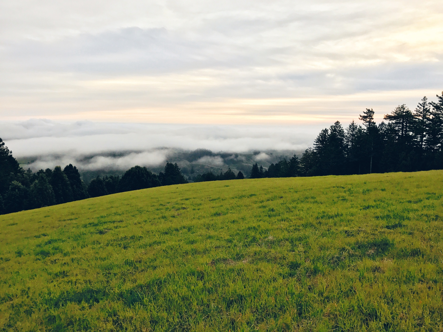 grassland