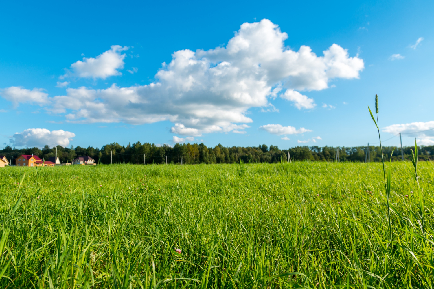 grassland