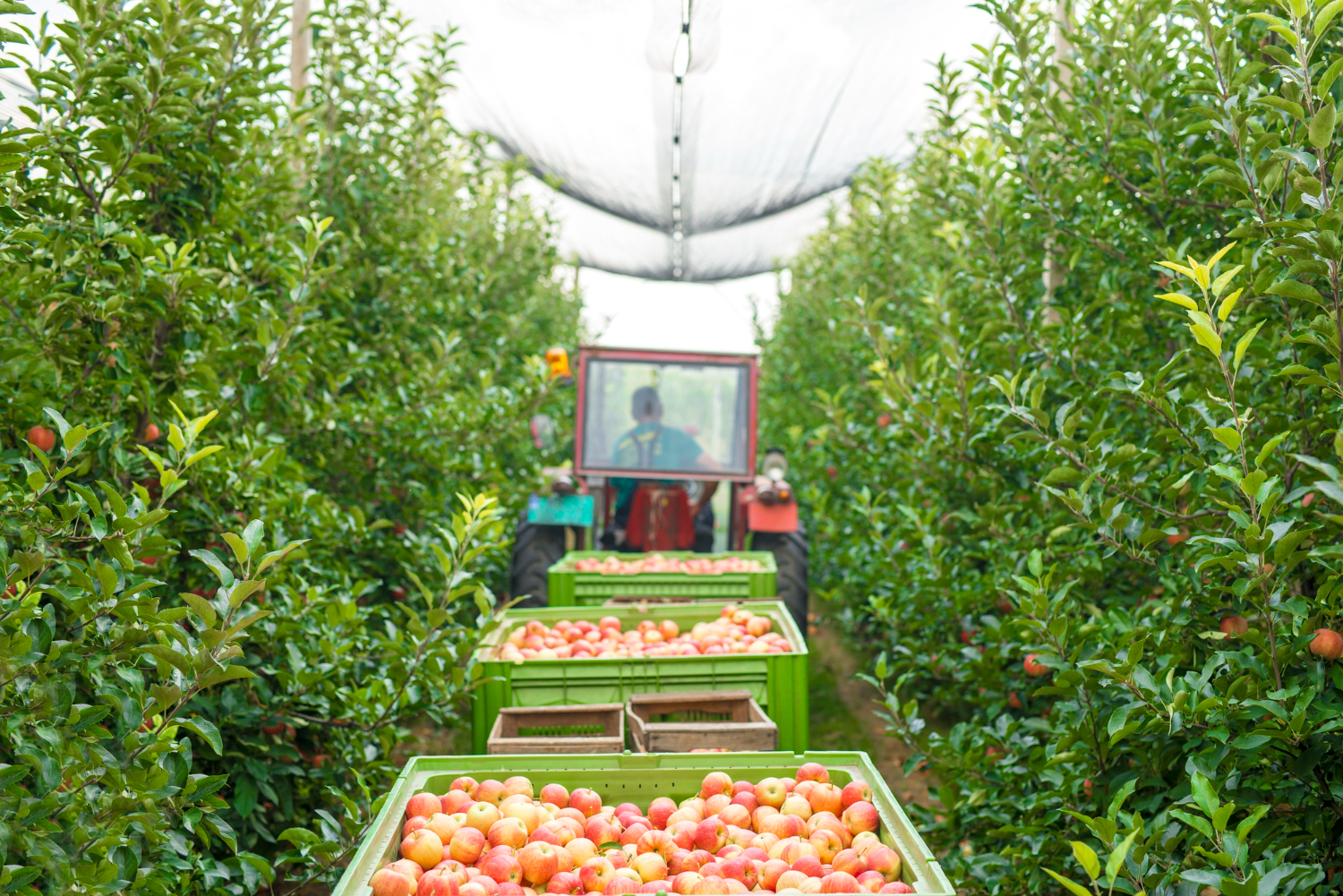 orchard