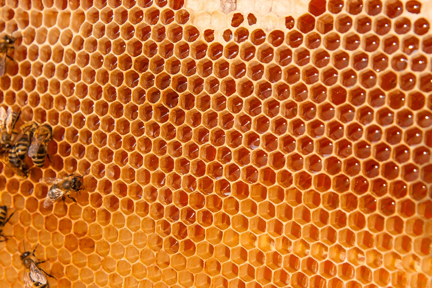 honeycomb cells