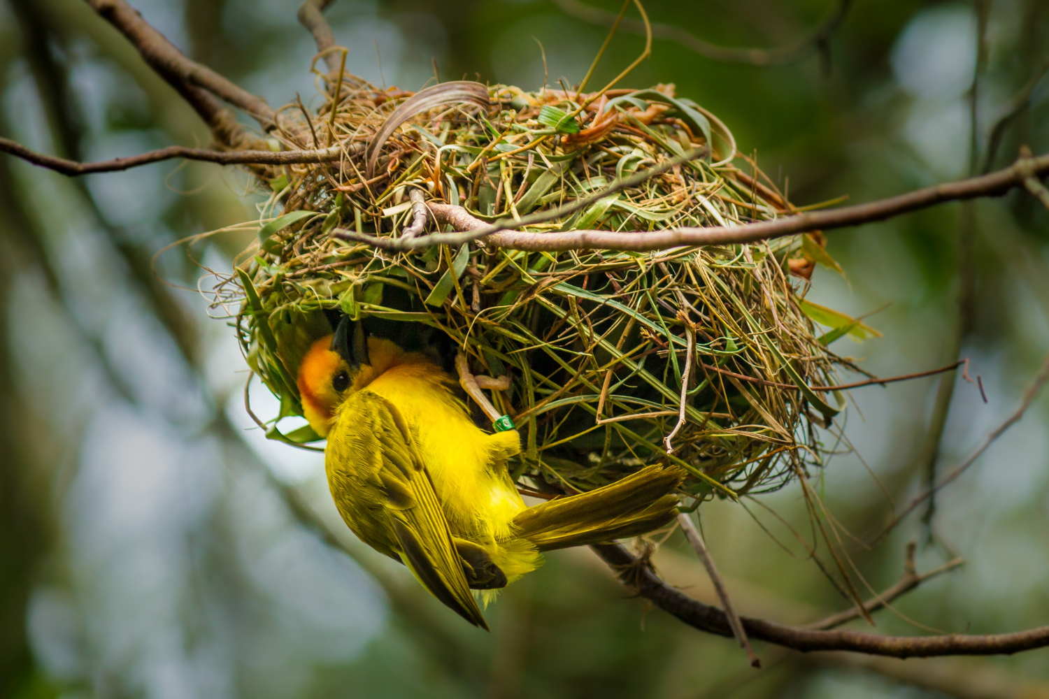 bird nest