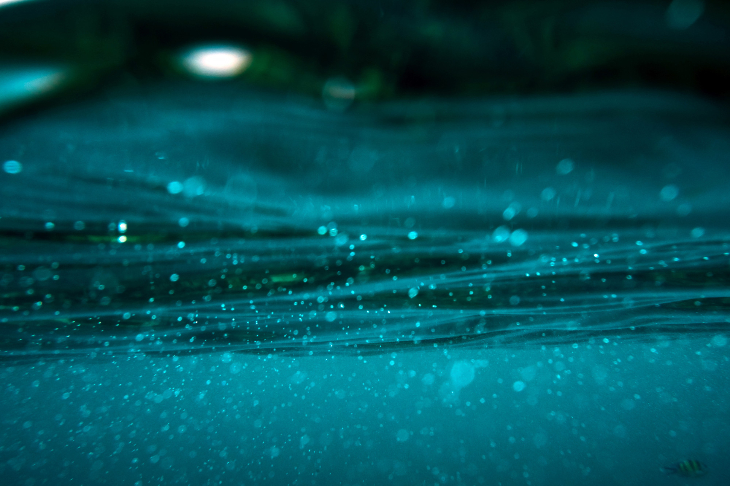 bioluminescent water