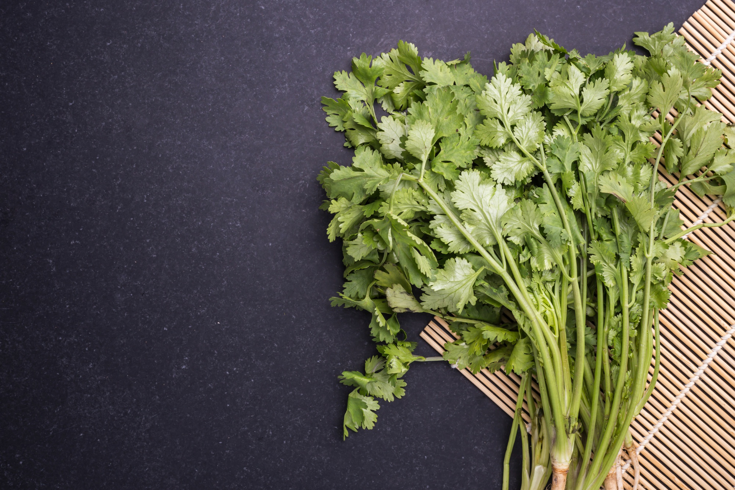Fresh coriander leaves