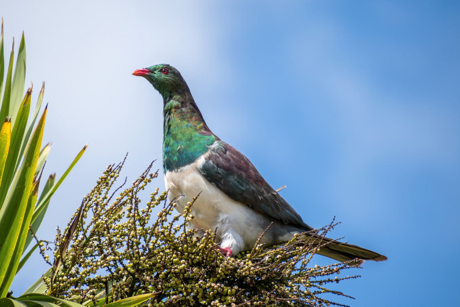 pigeon