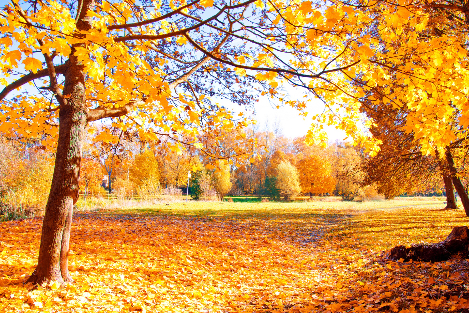 Autumn Season
