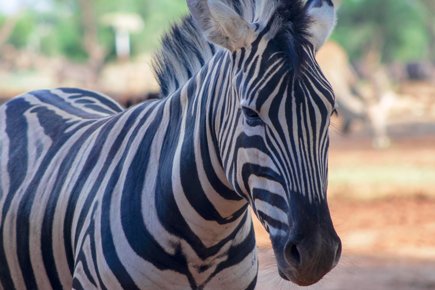Zebra