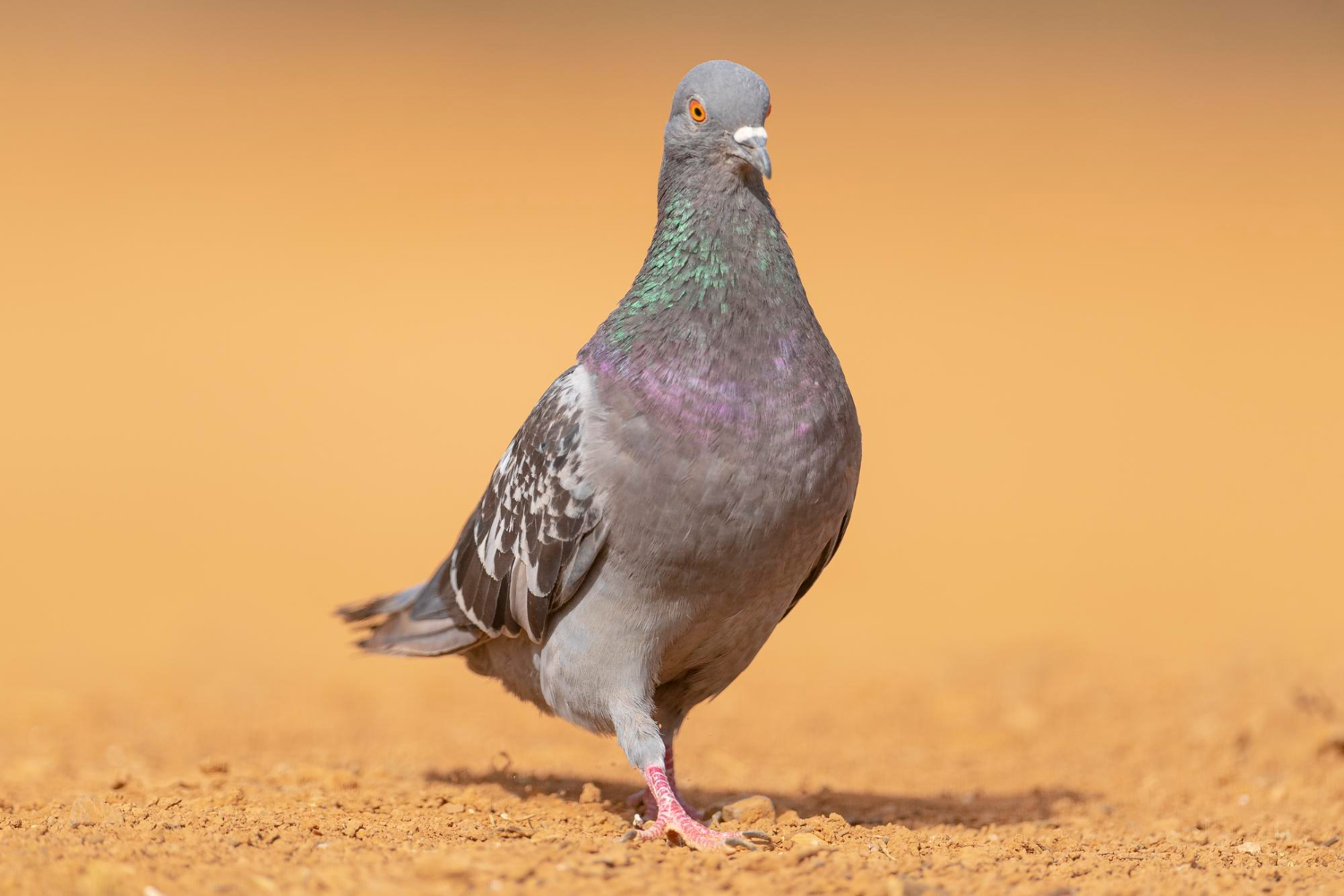 pigeon