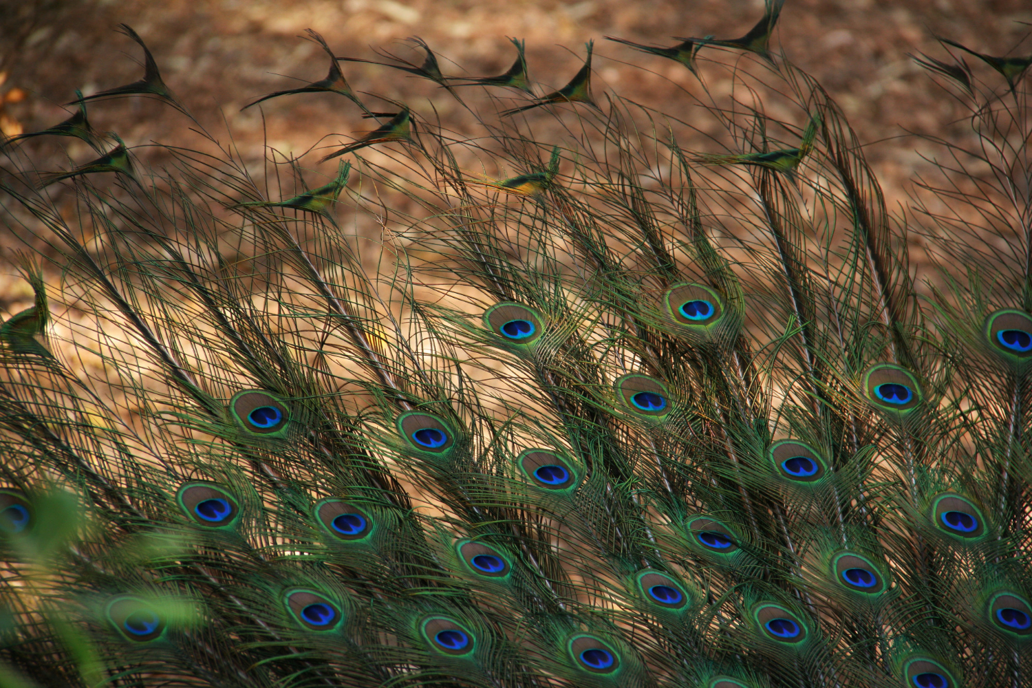 Peacock Feathers