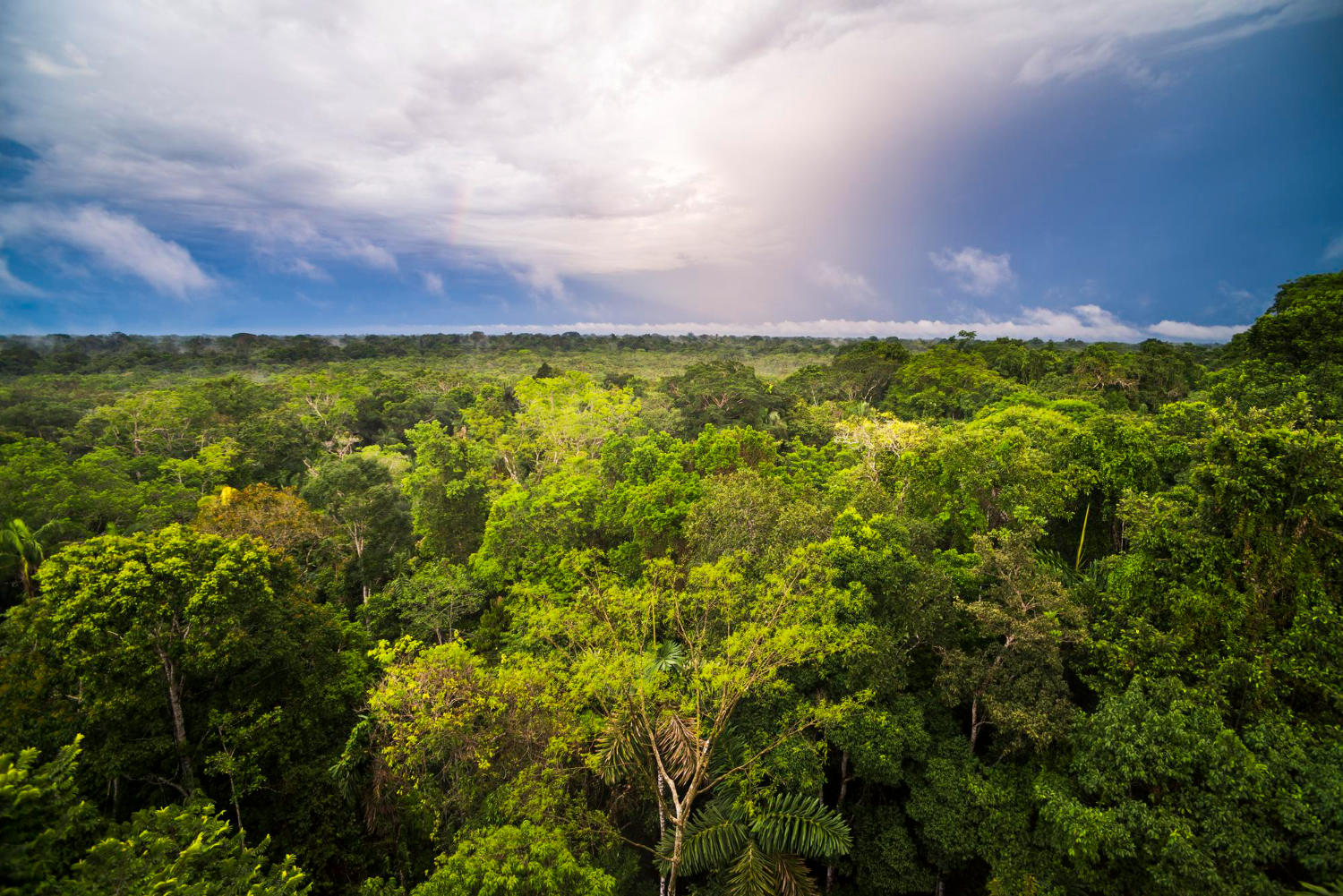 Amazon rainforest