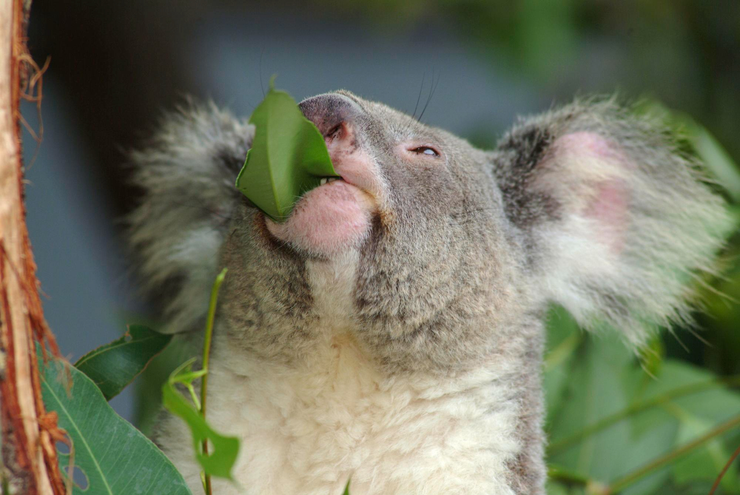 Koala