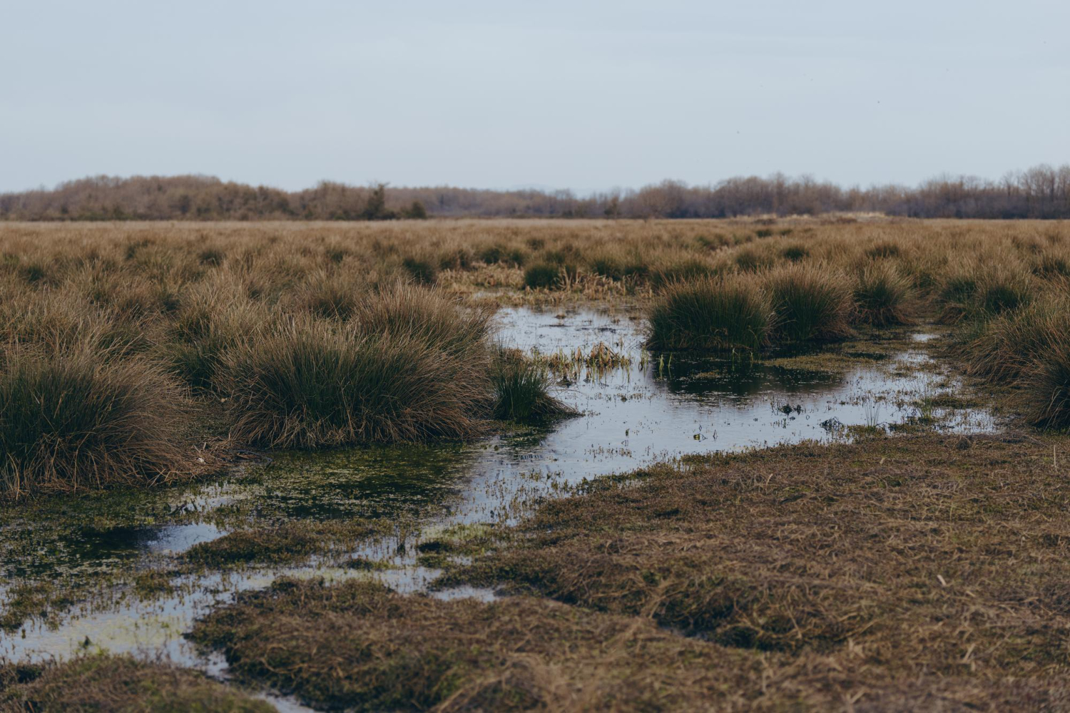 wetland