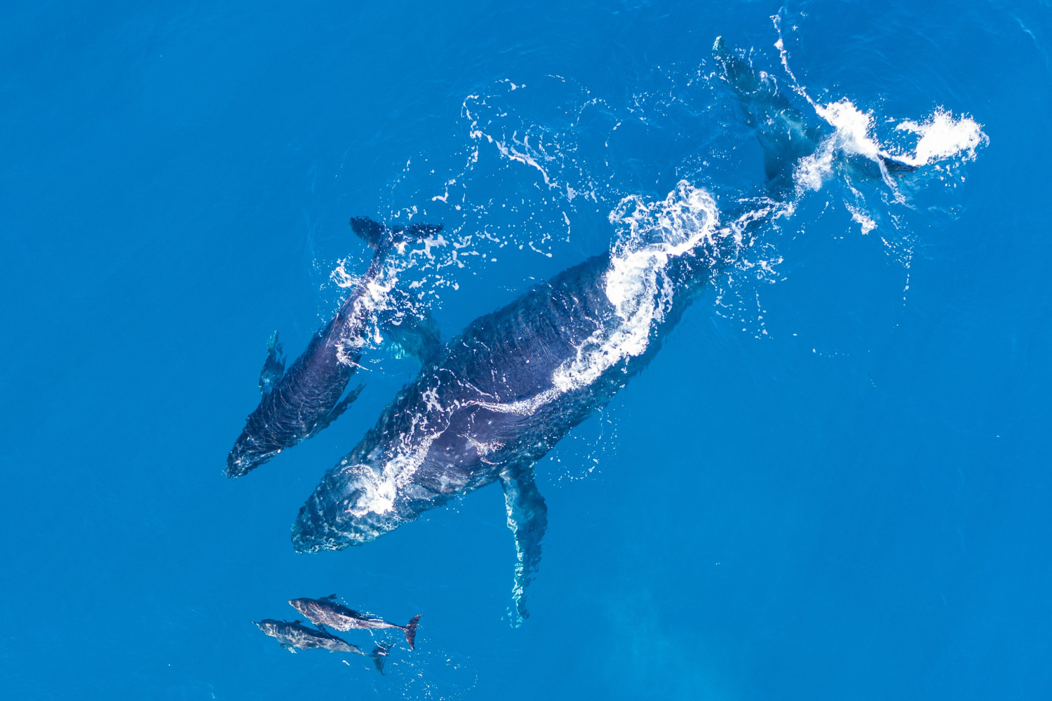 Whale