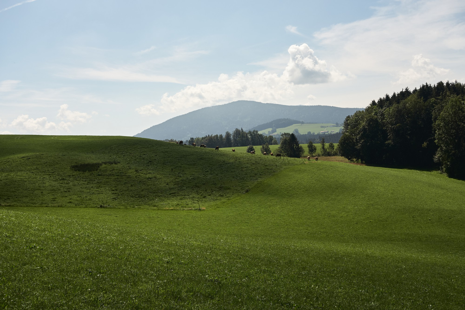 17 Kinds of Grassland and What Keeps Each One Treeless