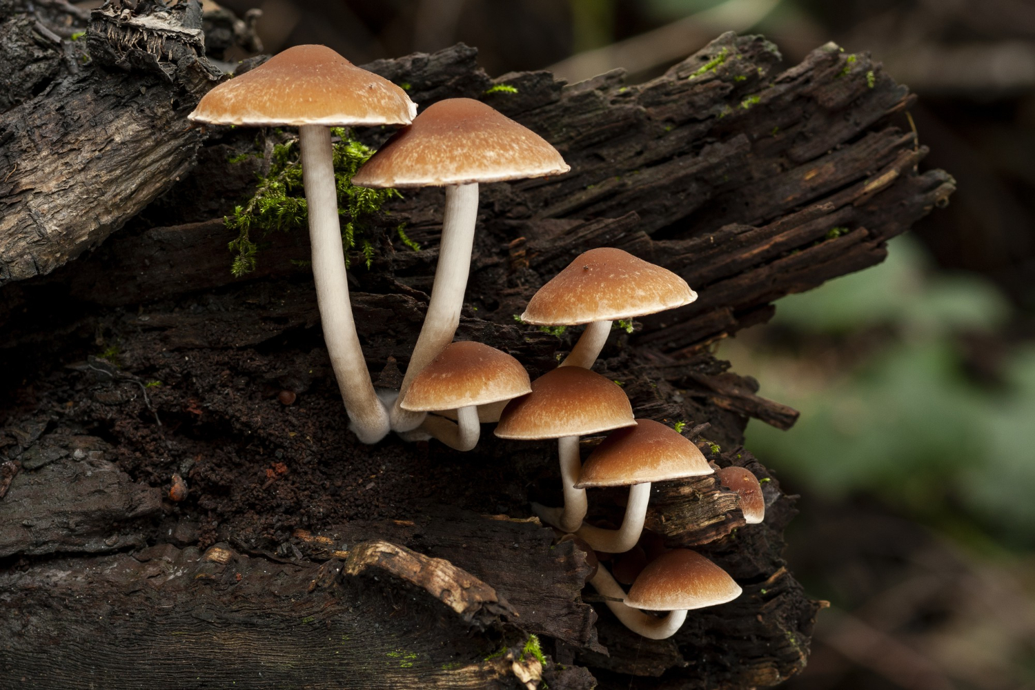 mushrooms