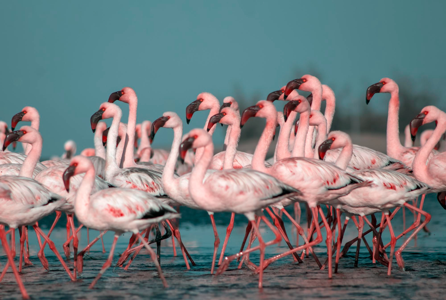 Flamingos flock