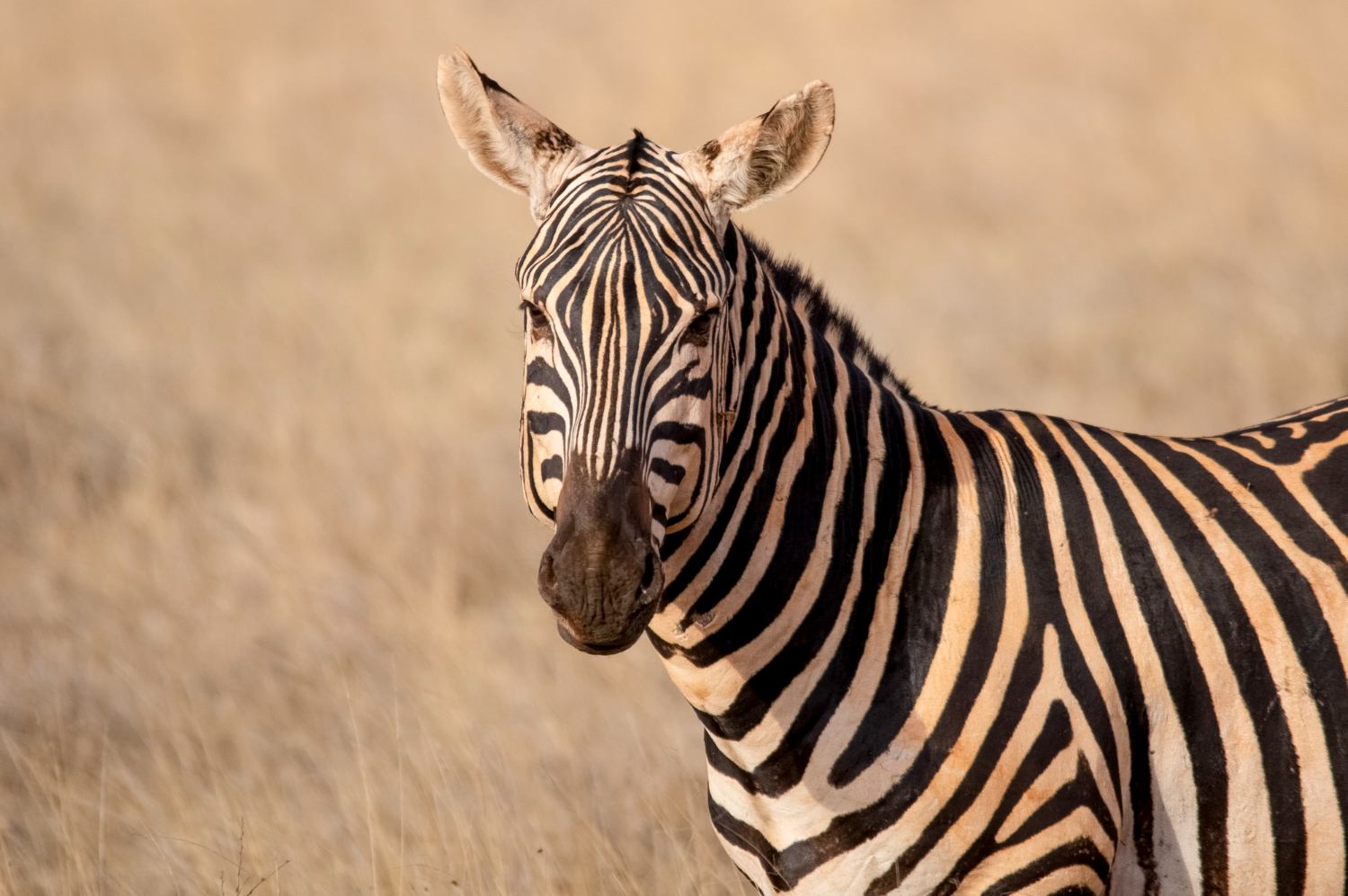 Zebra