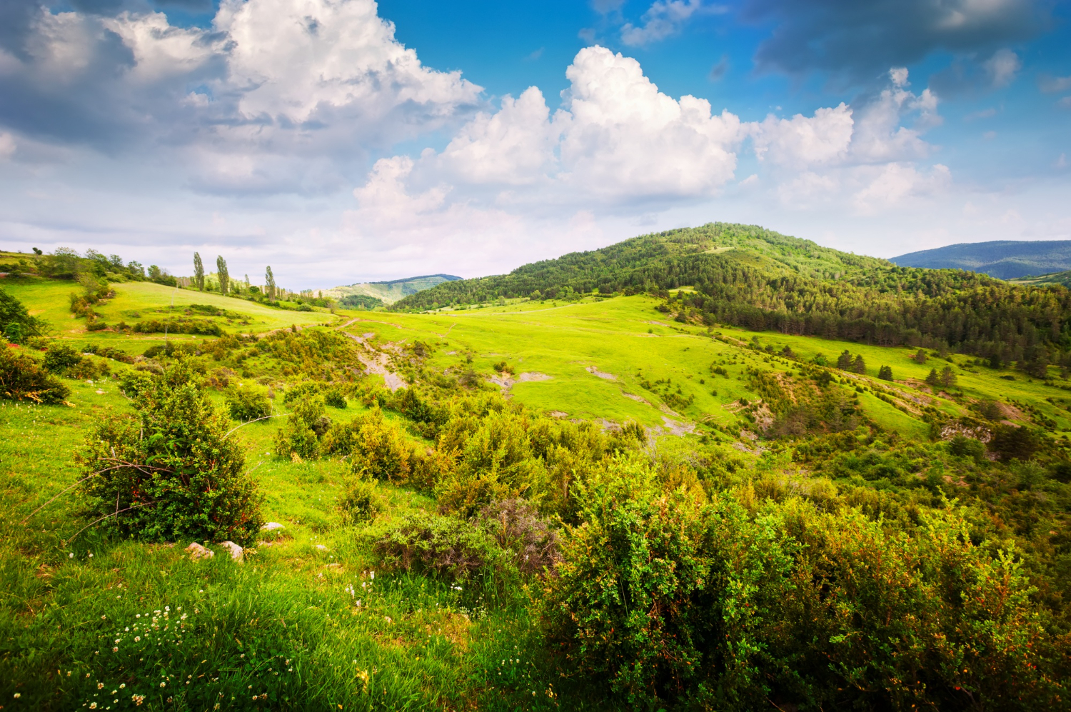 grassland