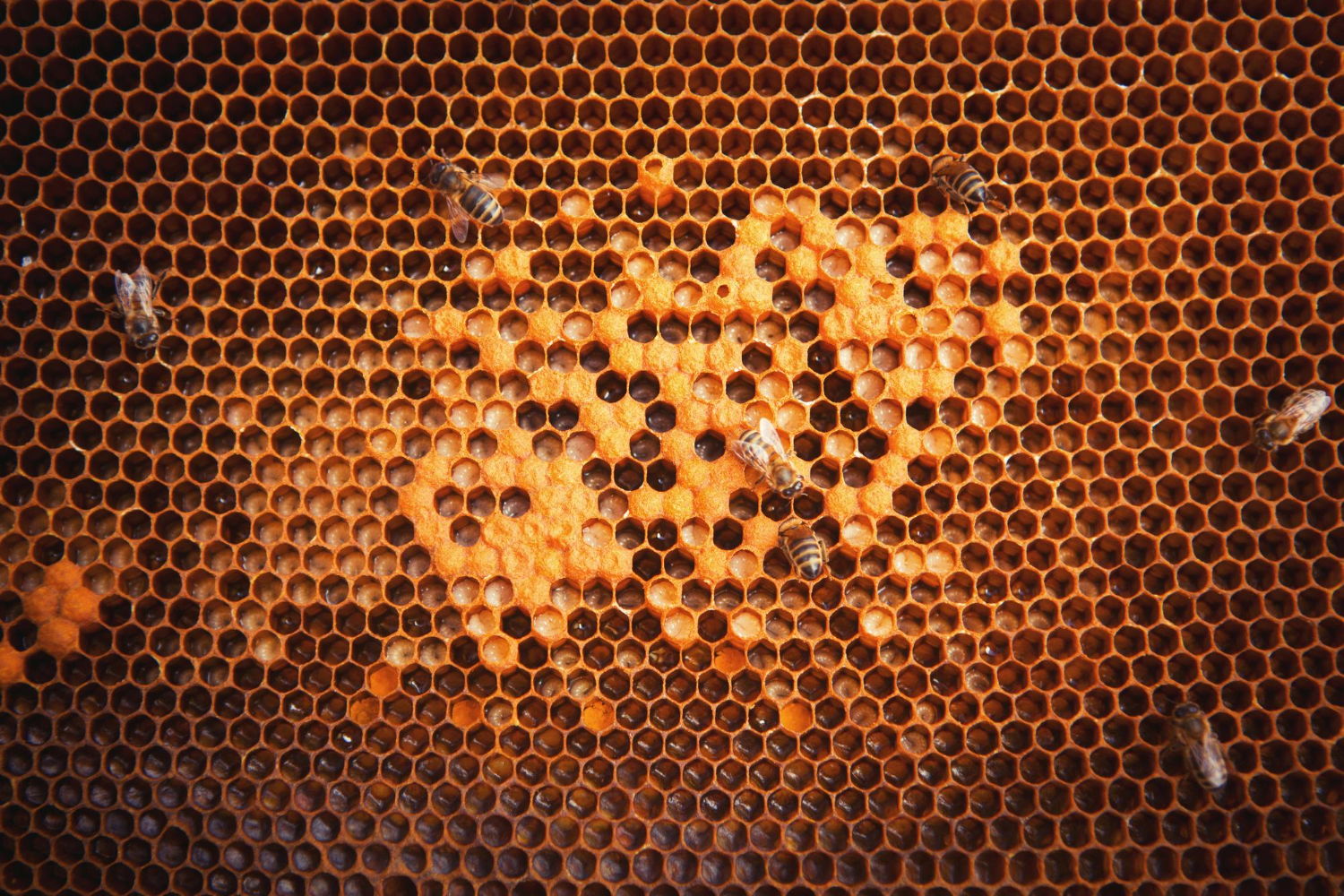 honeycomb cells