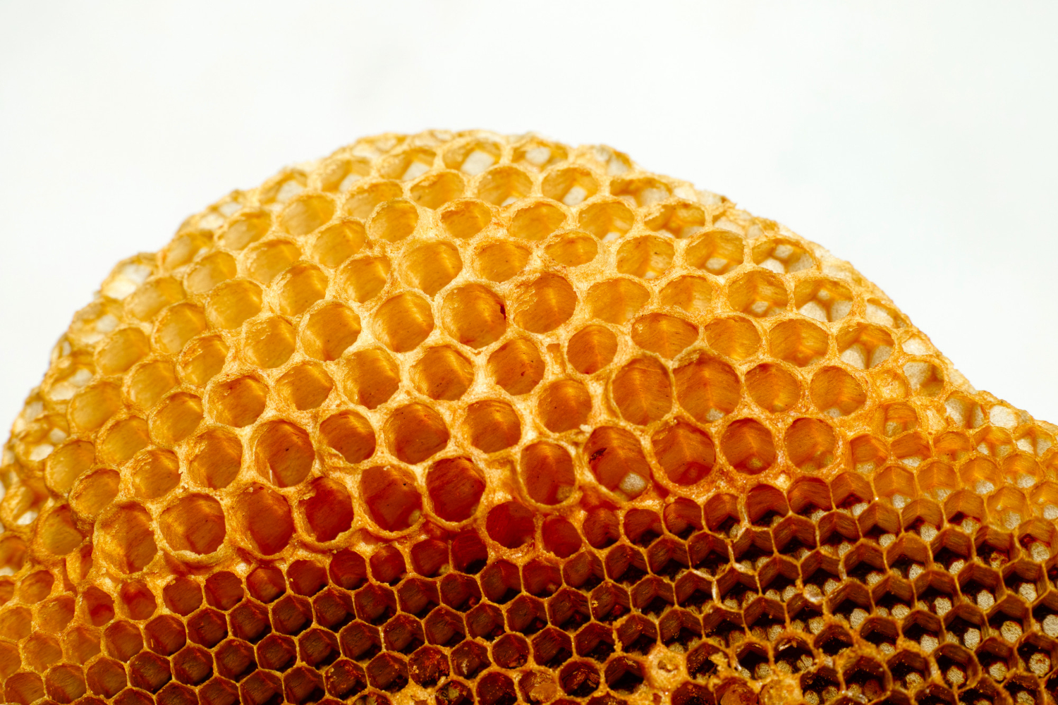 honeycomb cells