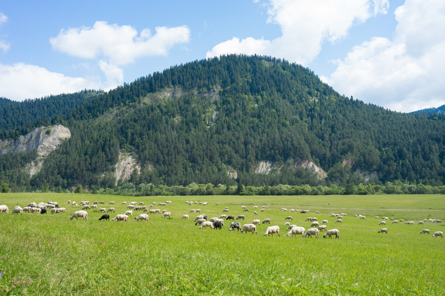 grassland