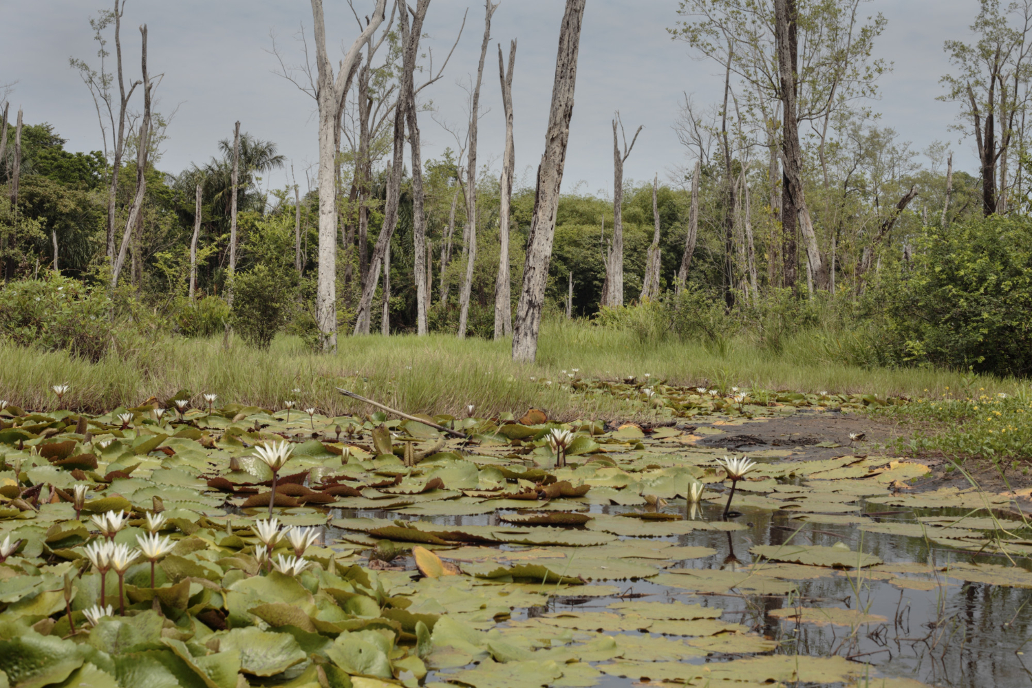 wetland