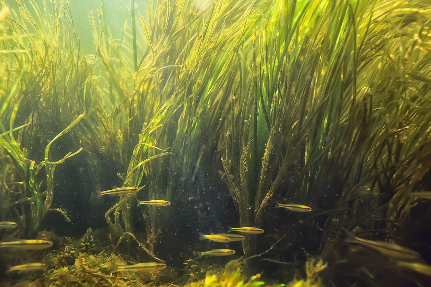 seagrass