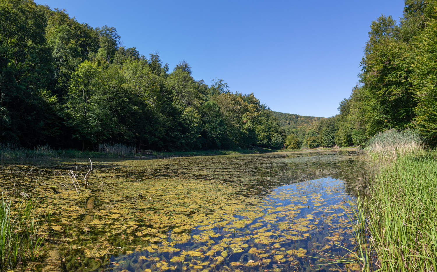 wetland