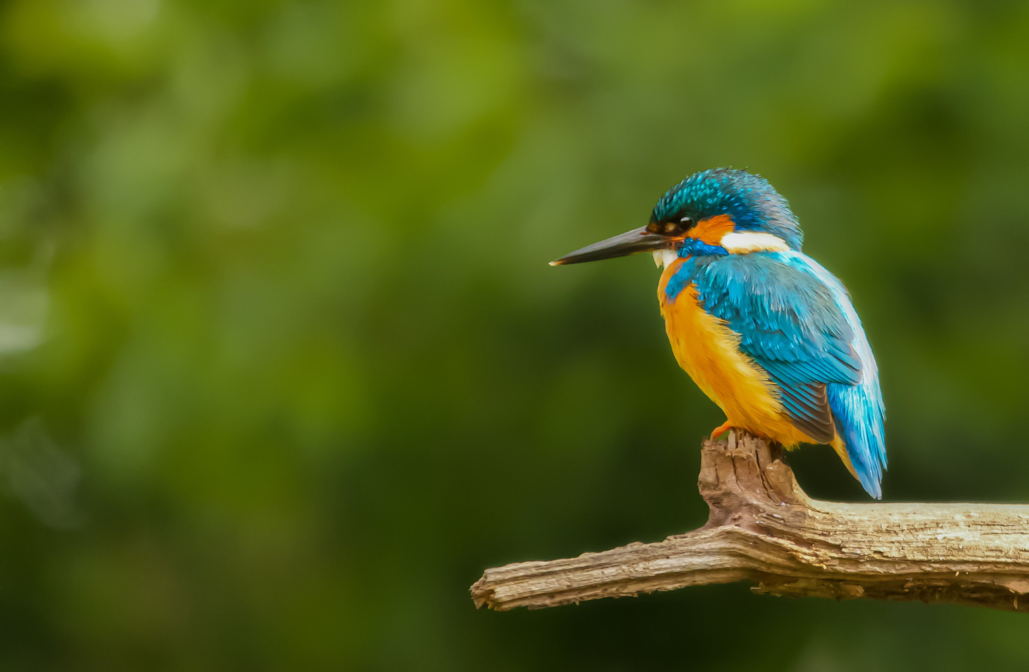 Birds