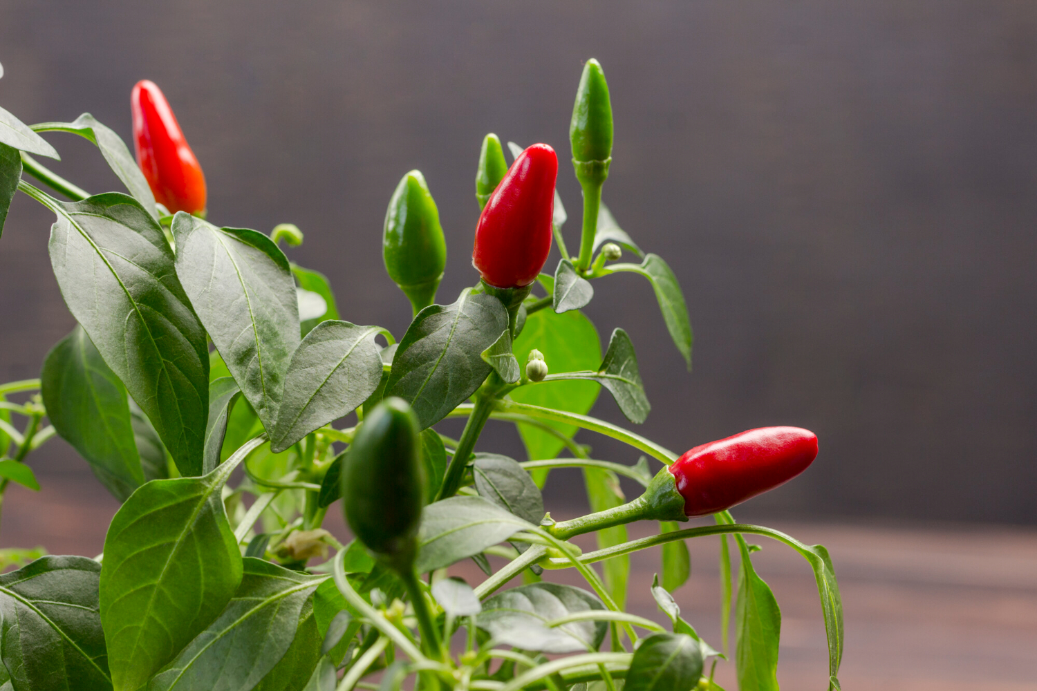 chili peppers red plant