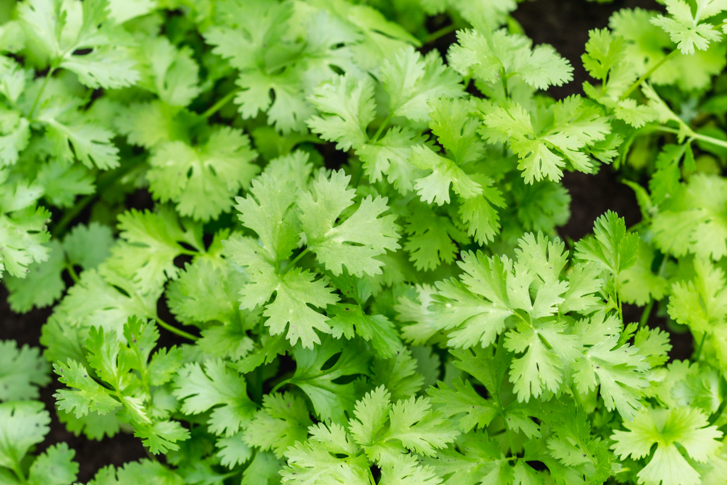 Fresh coriander leaves