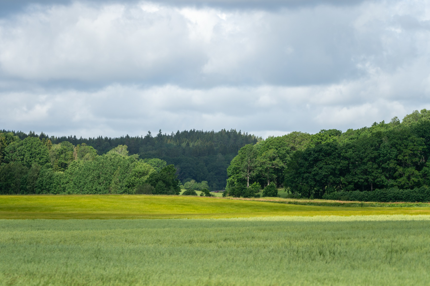 grass field