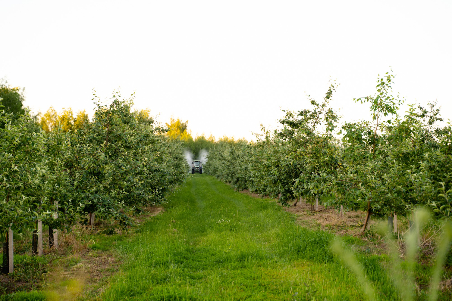 orchard