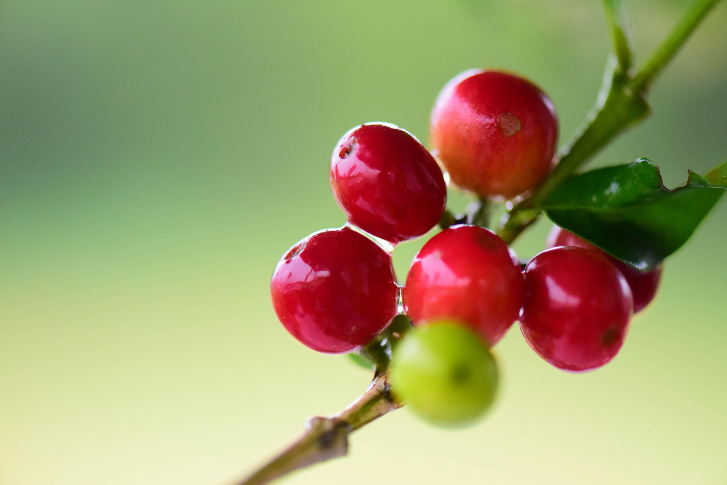 Coffee Cherries