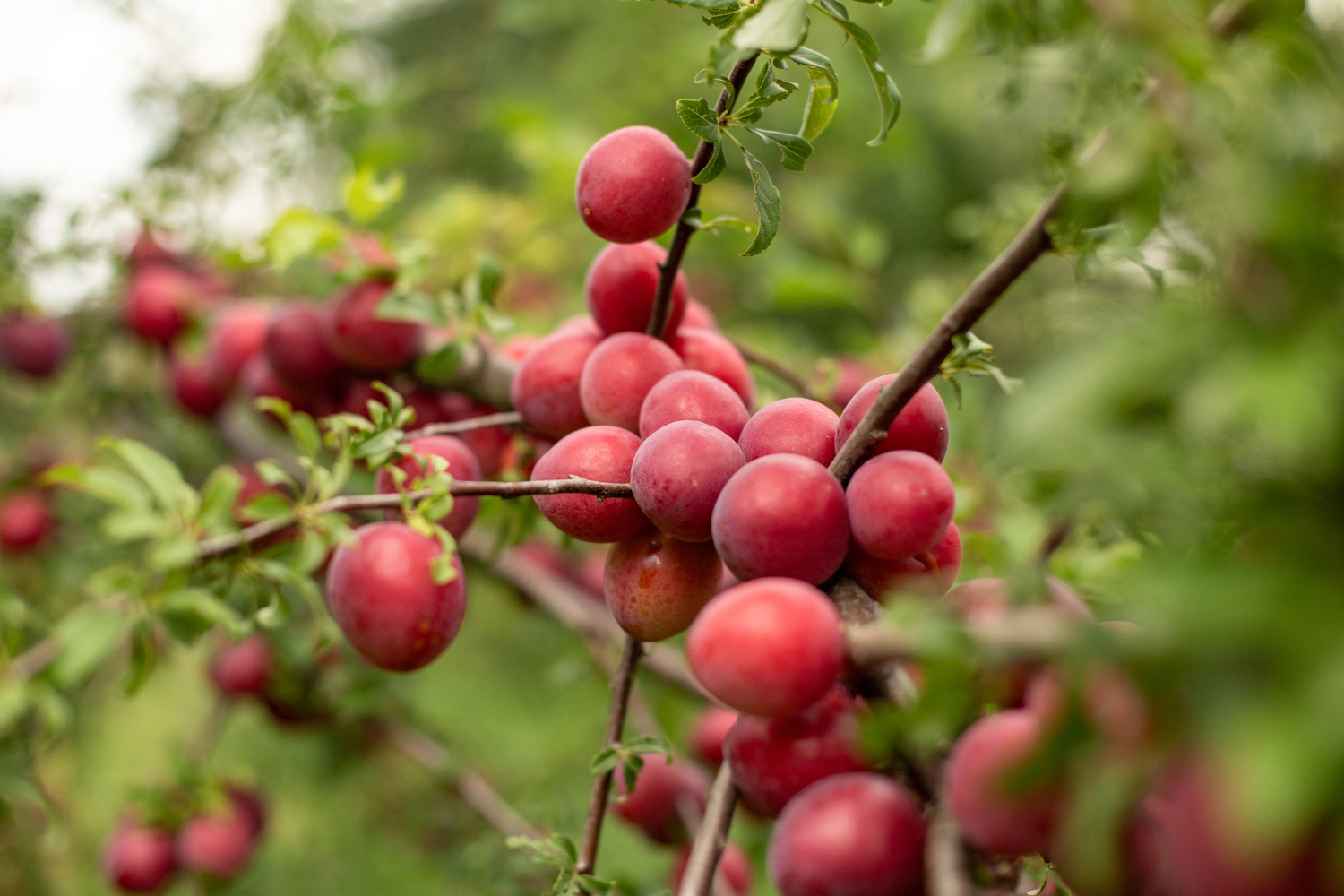 orchard