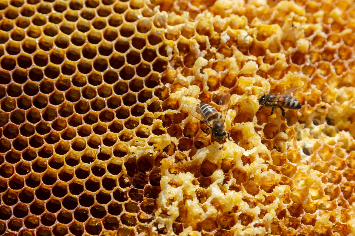 honeybee comb