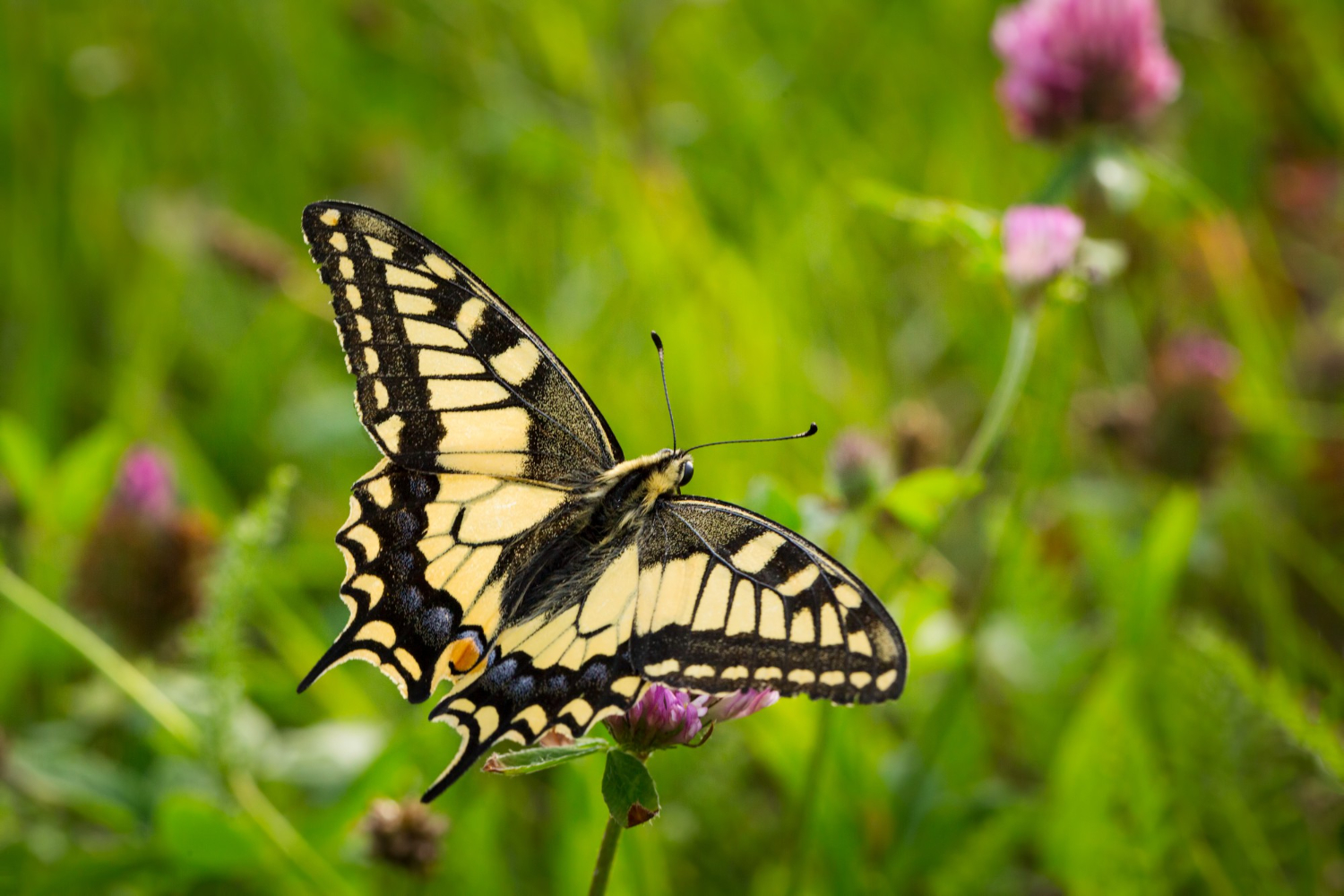 Butterflies