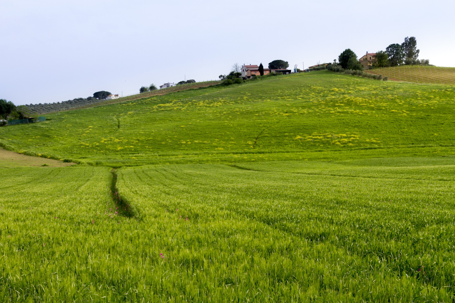 grassland