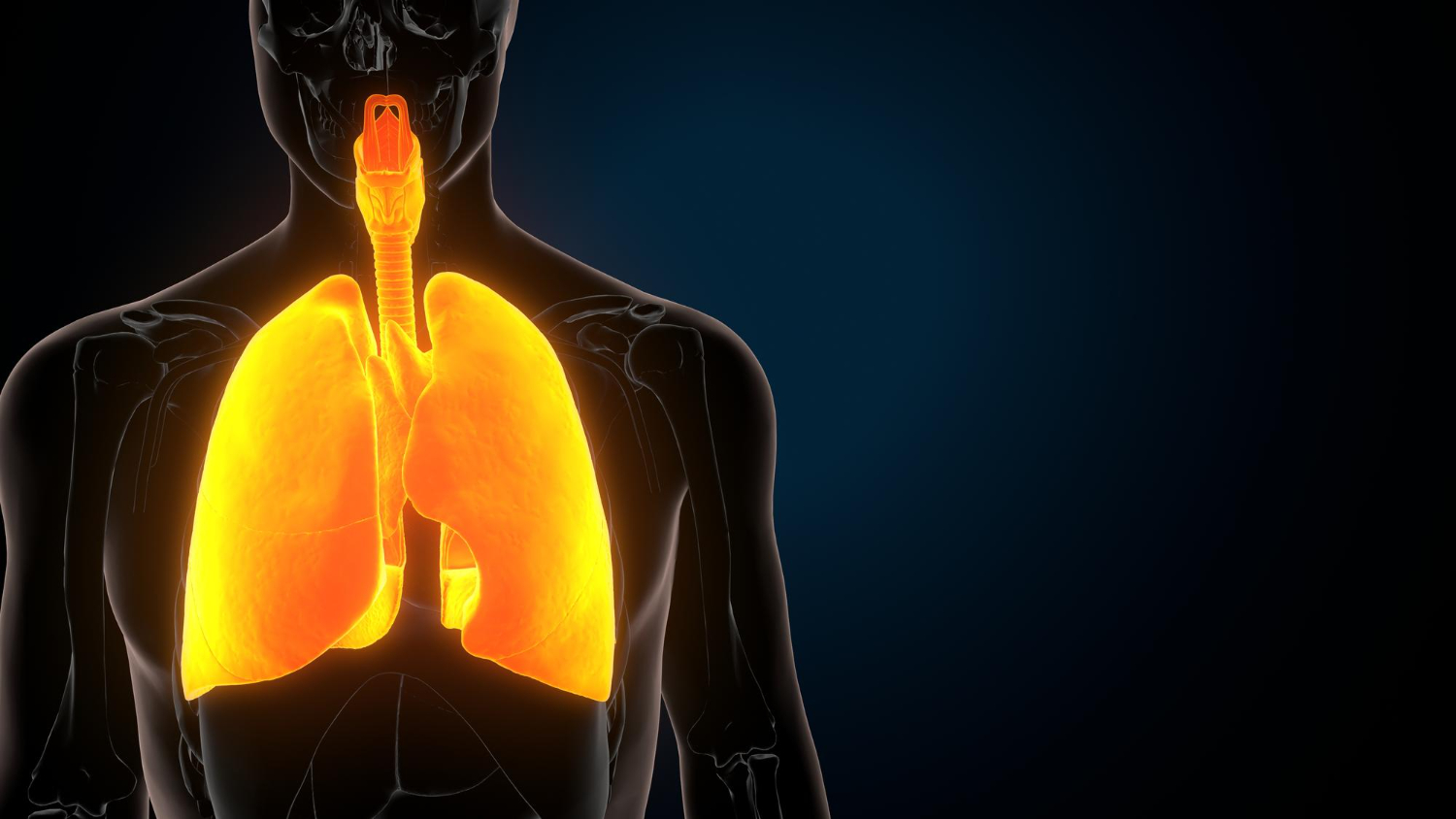 Human diaphragm anatomy