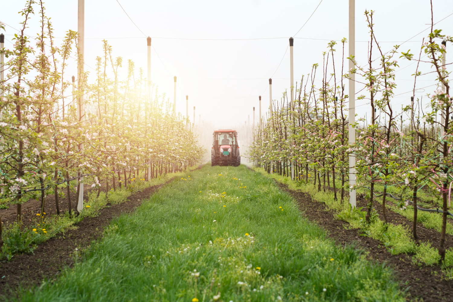 orchard