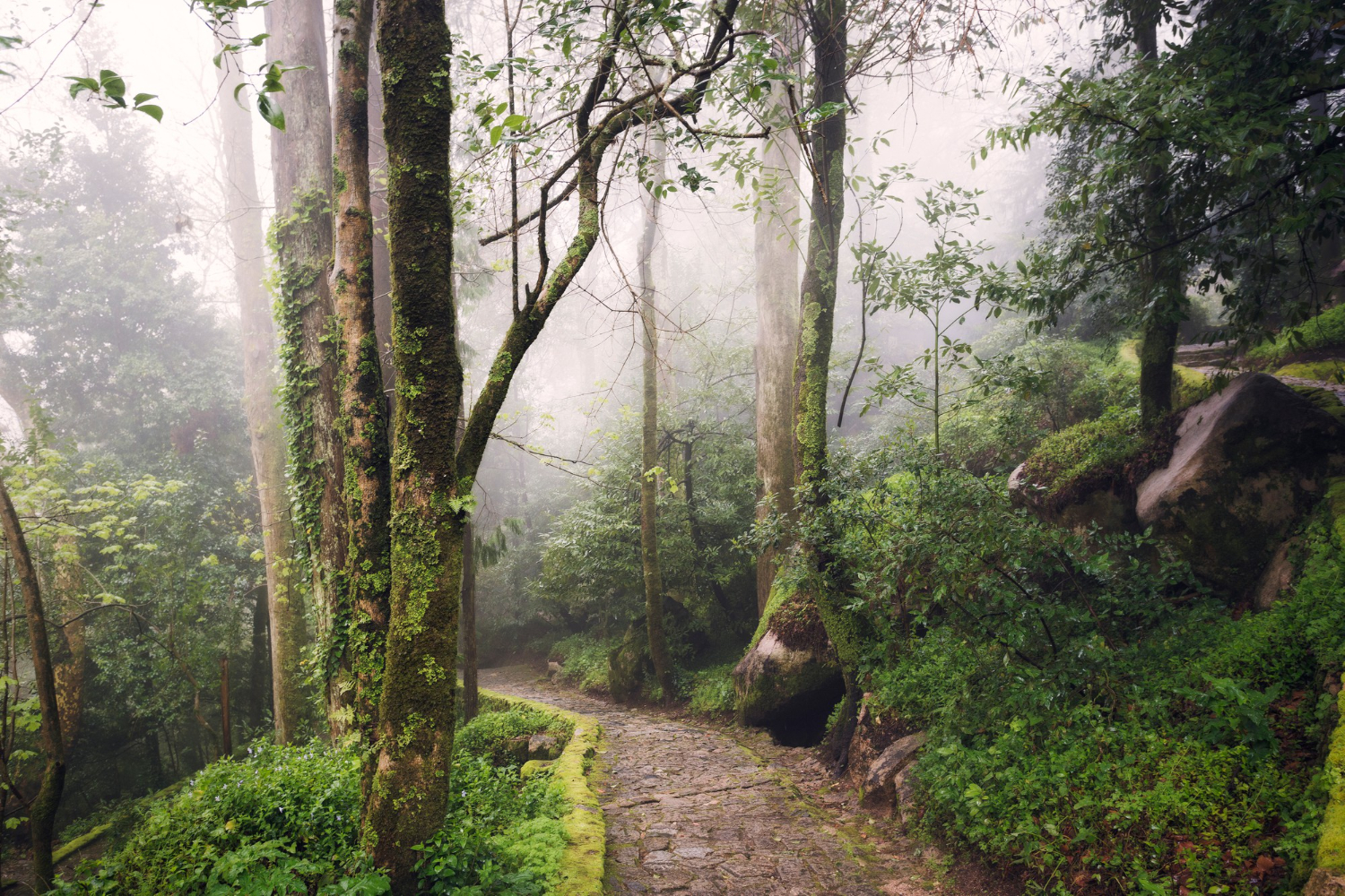 Forest