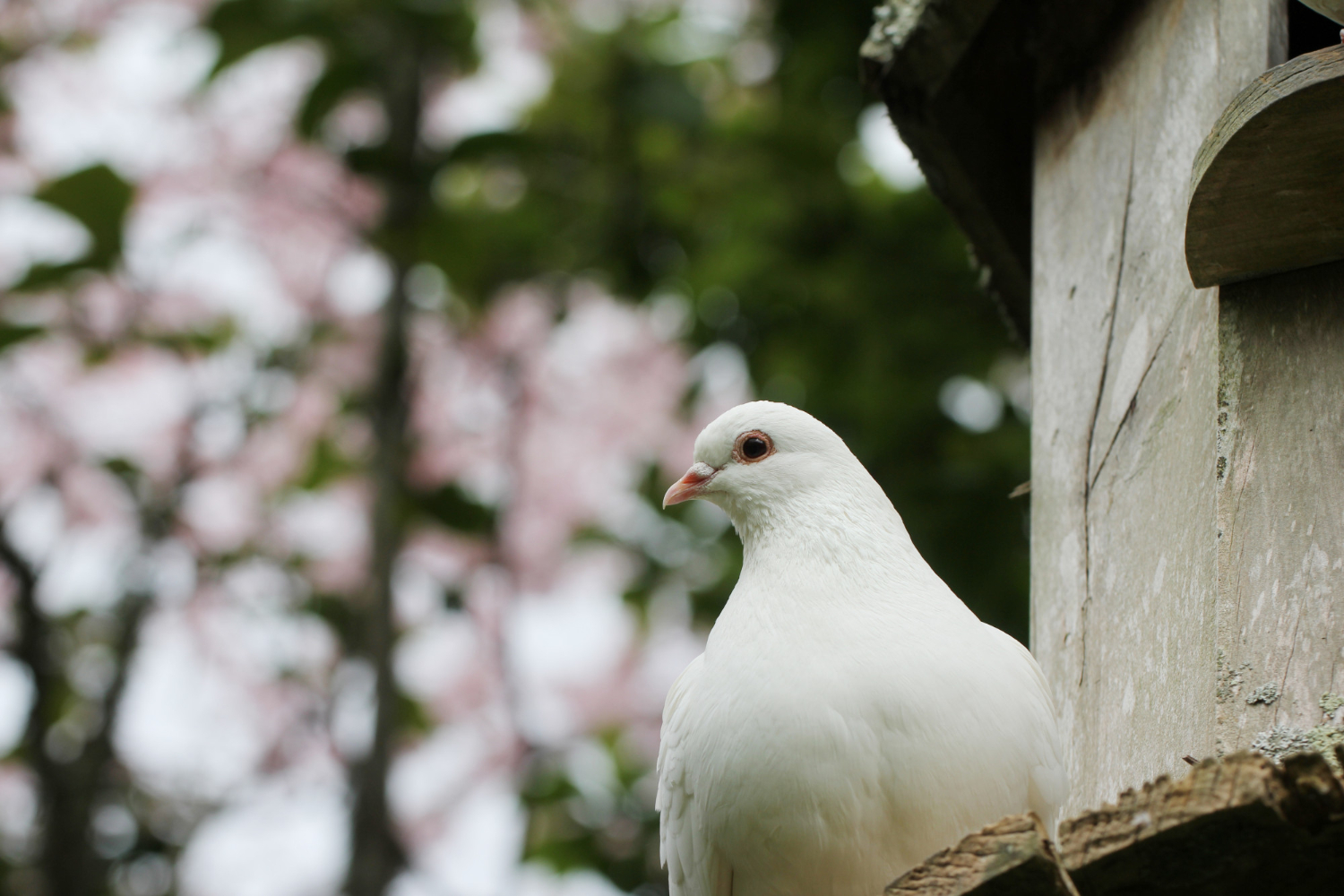 pigeon