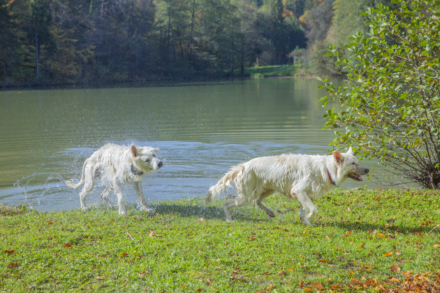 Animal