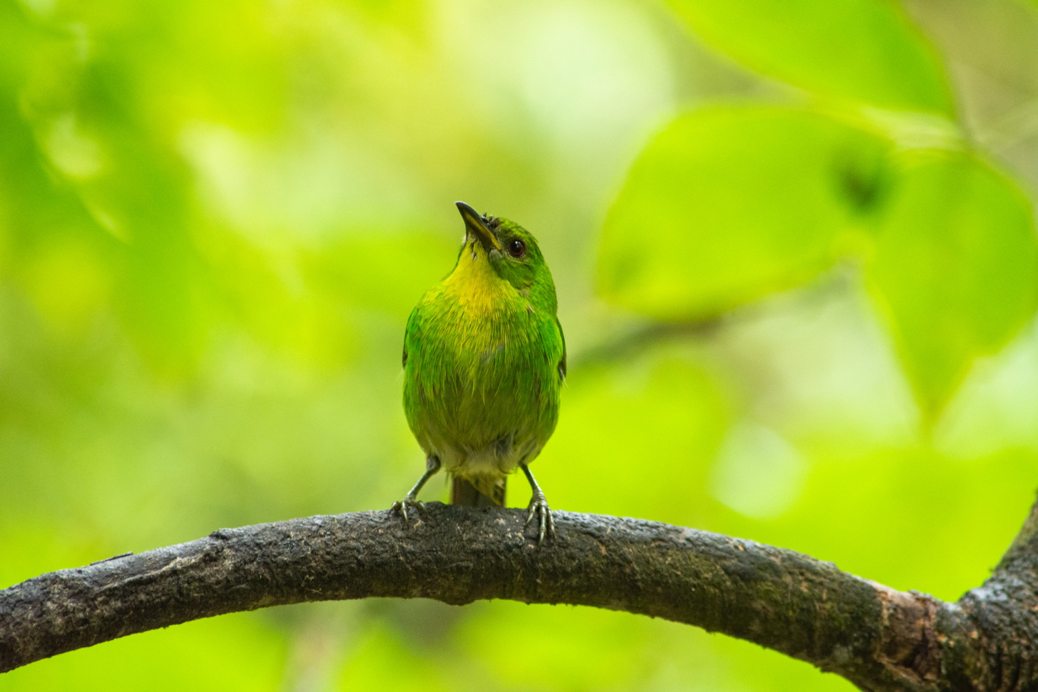 Green Birds